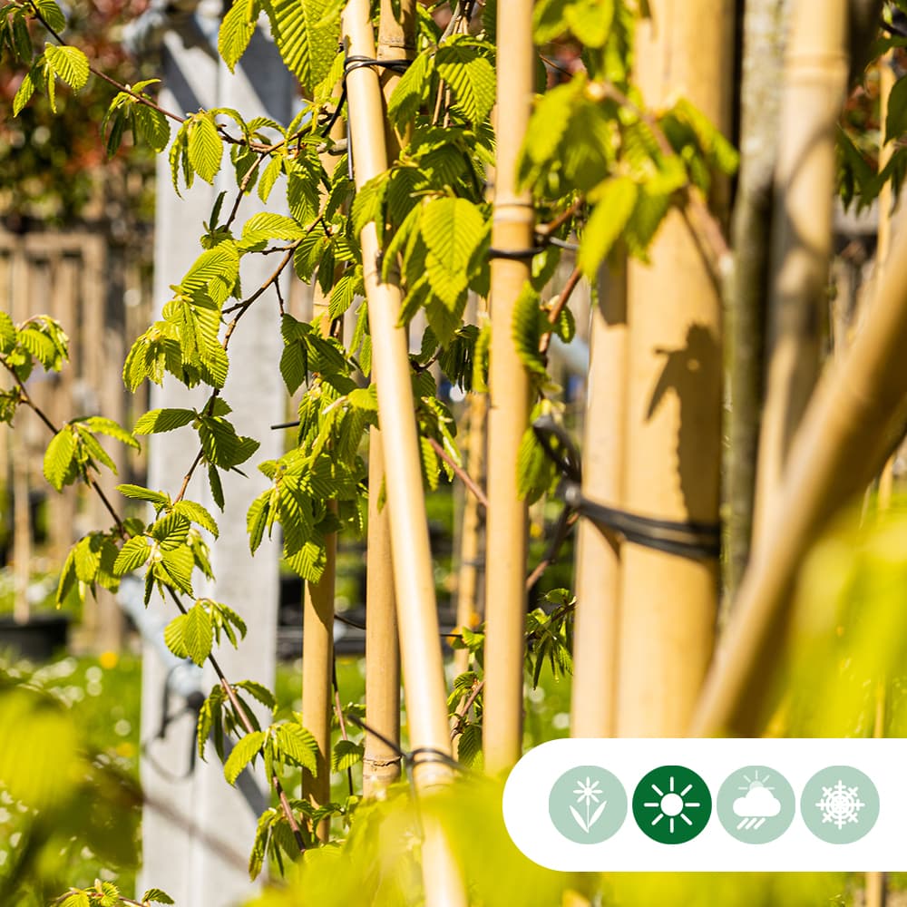 Haagbeuk haagelement