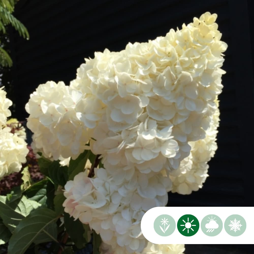 Hortensia 'Vanille Fraise' halfstam