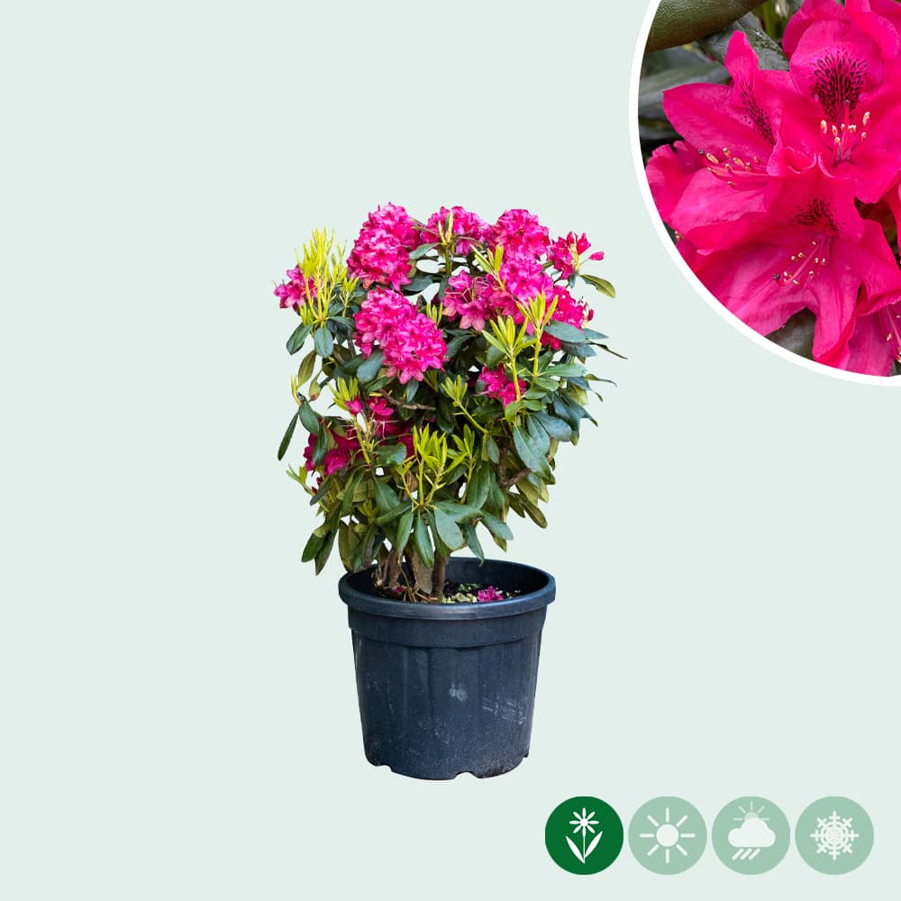 Rhododendron Nova Zembla
