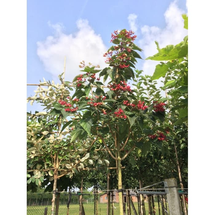 Pindakaasboom