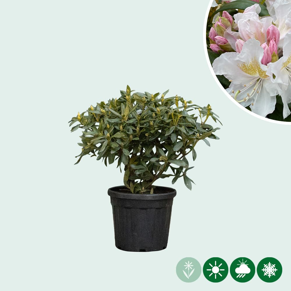 Rhododendron Cunninghams White
