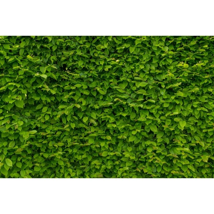 Gewone haagbeuk 40 cm