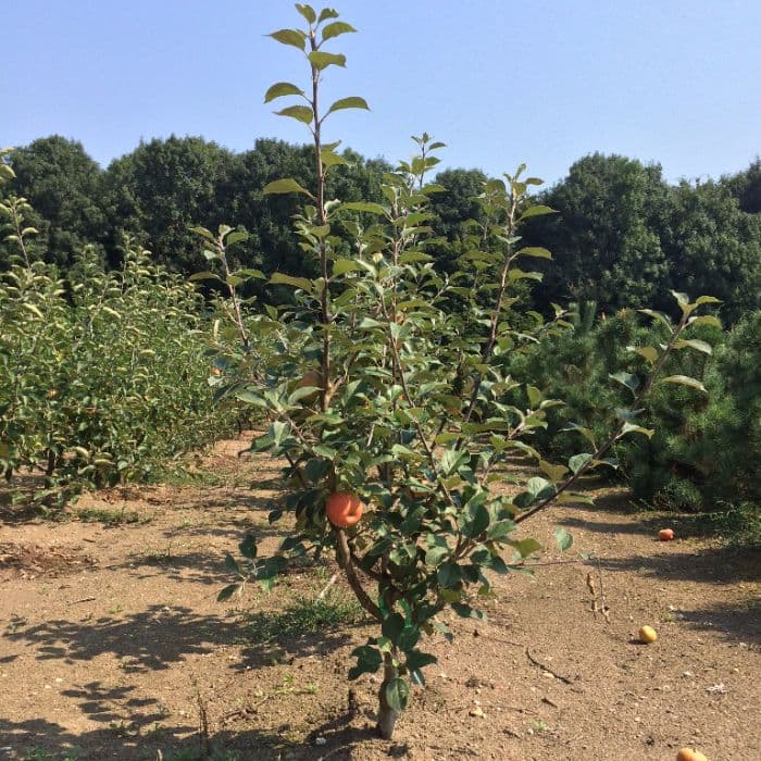 Malus d. 'Jonagold'