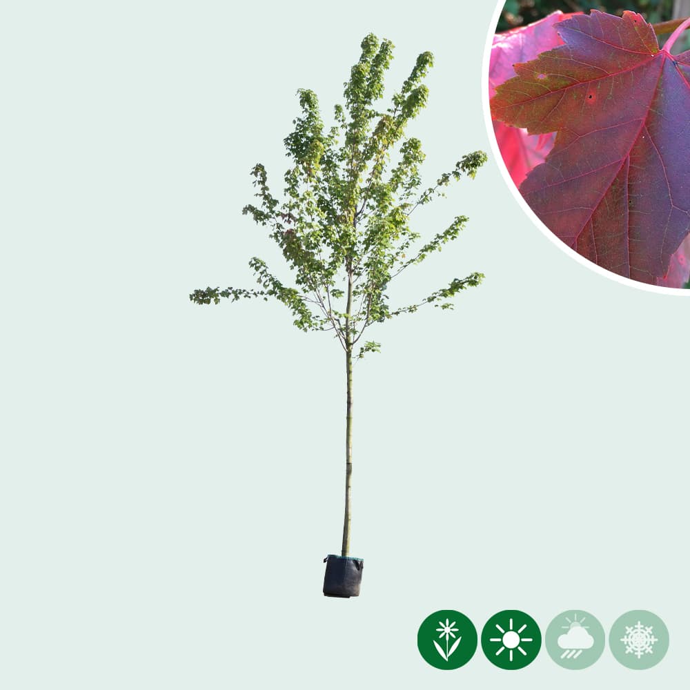 Amerikaanse rode esdoorn