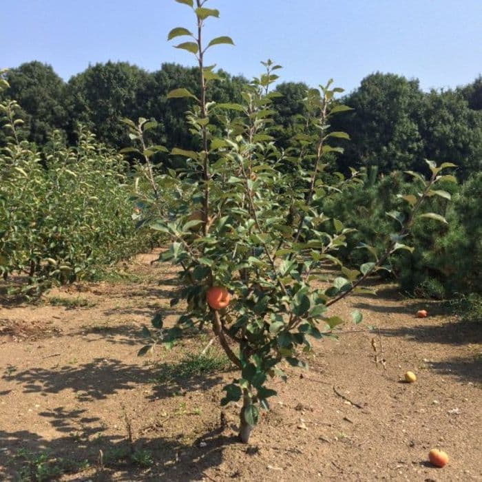 Malus d. 'Elstar' halfstam leiboom