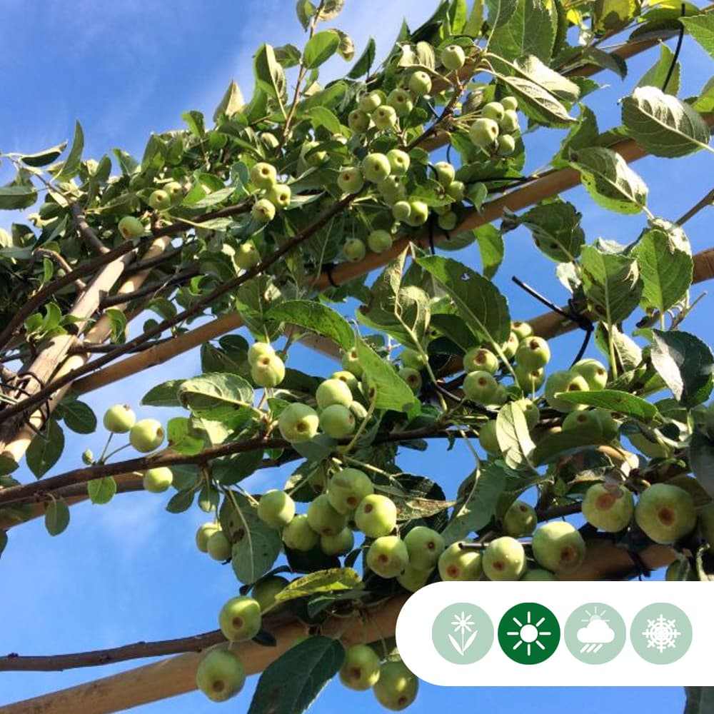 Sierappel leiboom 180 cm