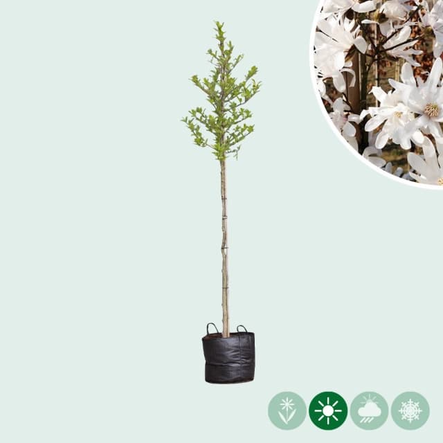 Magnolia stellata op stam