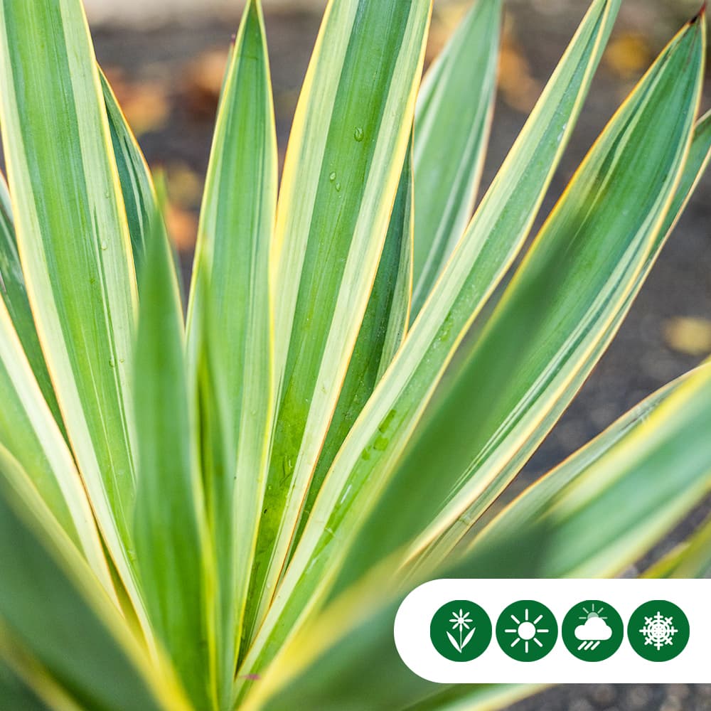 Palmlelie 'variegata'