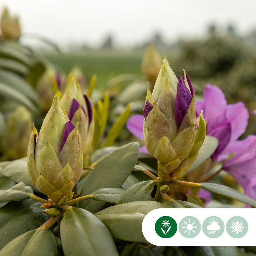 Rhododendron 'Azurro'