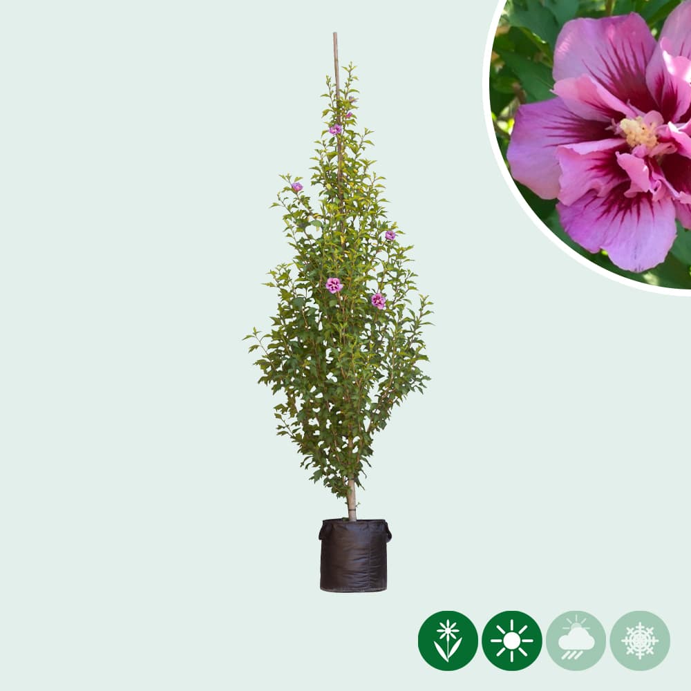Hibiscus op stam
