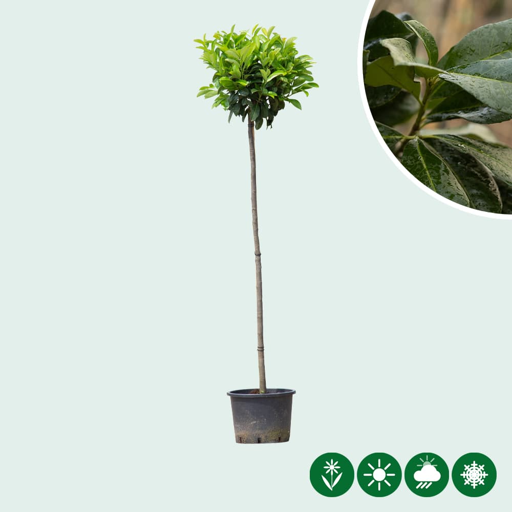 Bol laurier Etna 150 cm stamhoogte