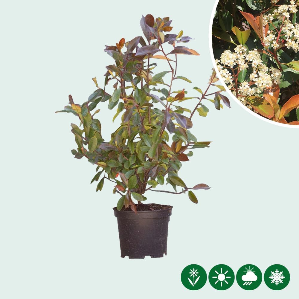 Photinia Red Robin haag 80 cm
