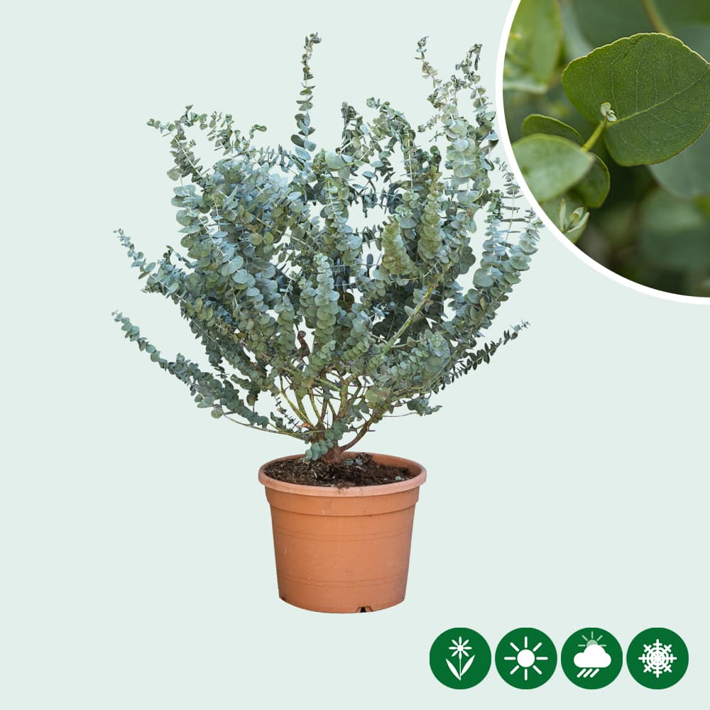 'Eucalyptus gunnii' struik
