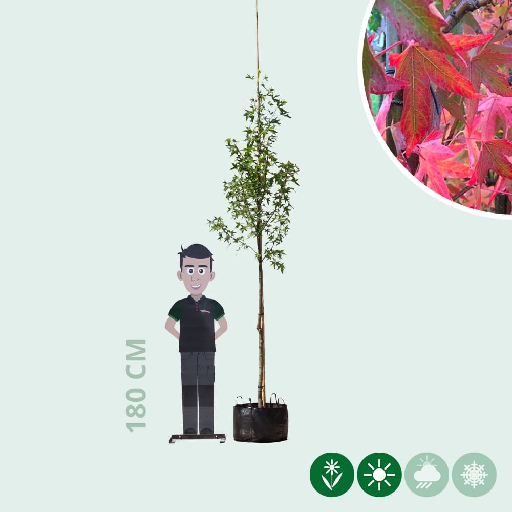 Amberboom 'Worplesdon'