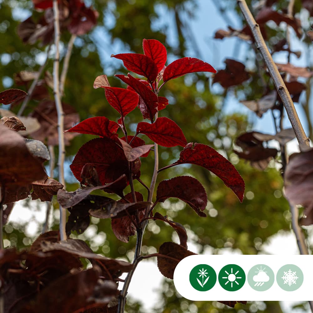 Kerspruim meerstammig