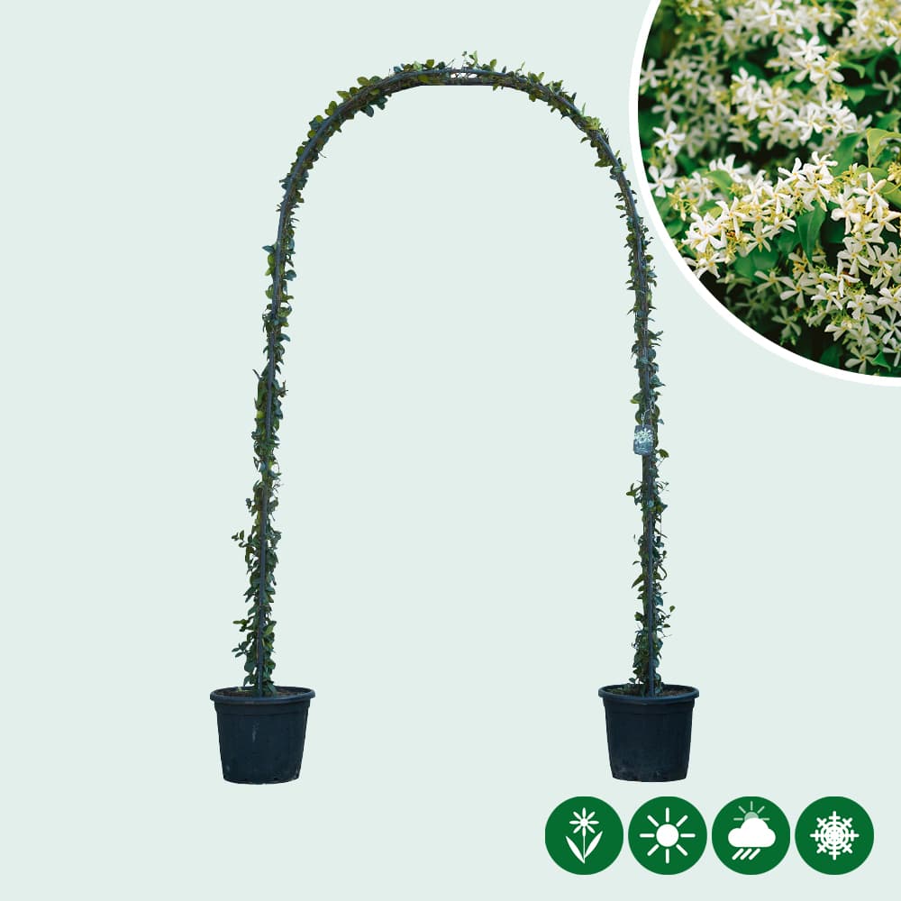 Toscaanse jasmijn boog