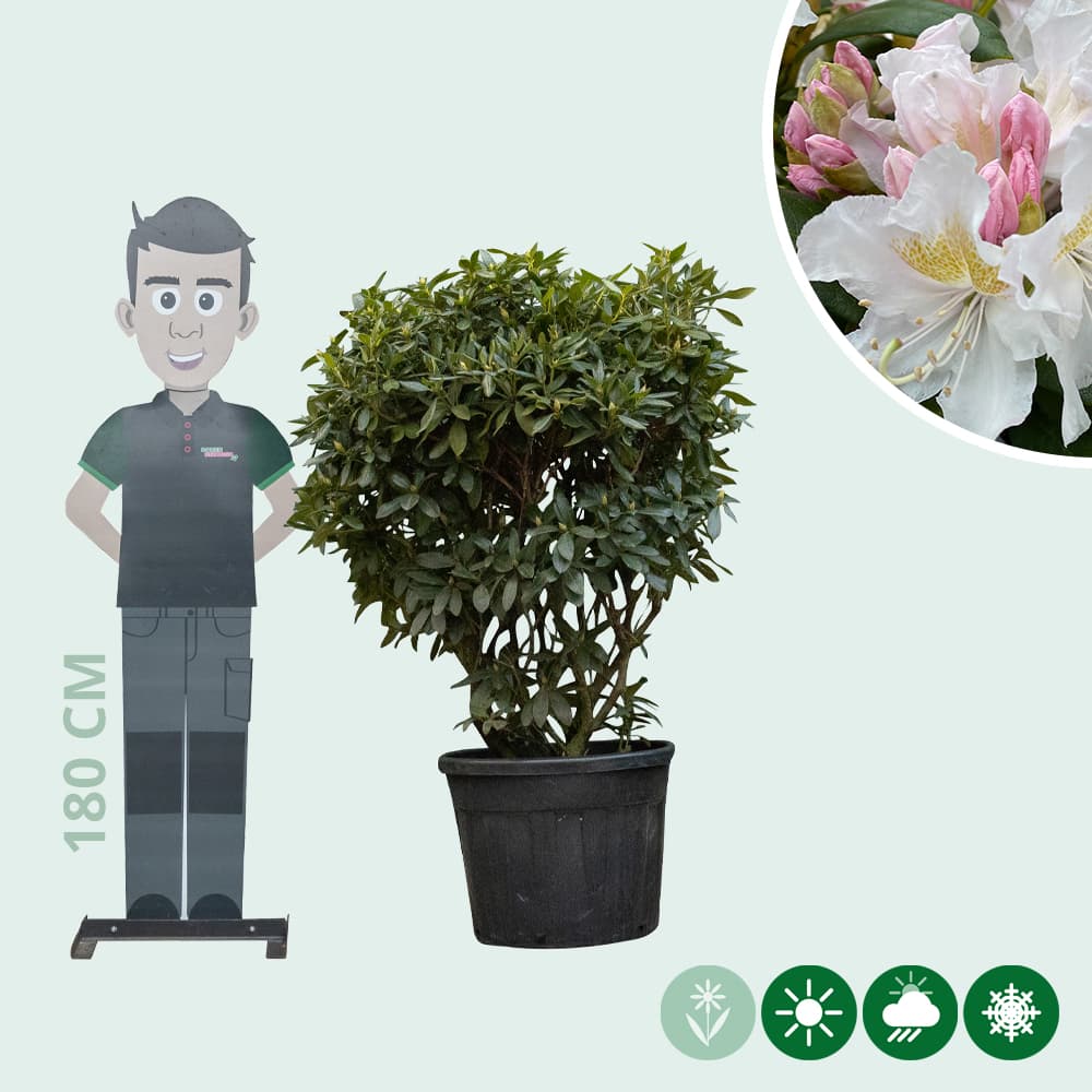 Rhododendron Cunninghams White