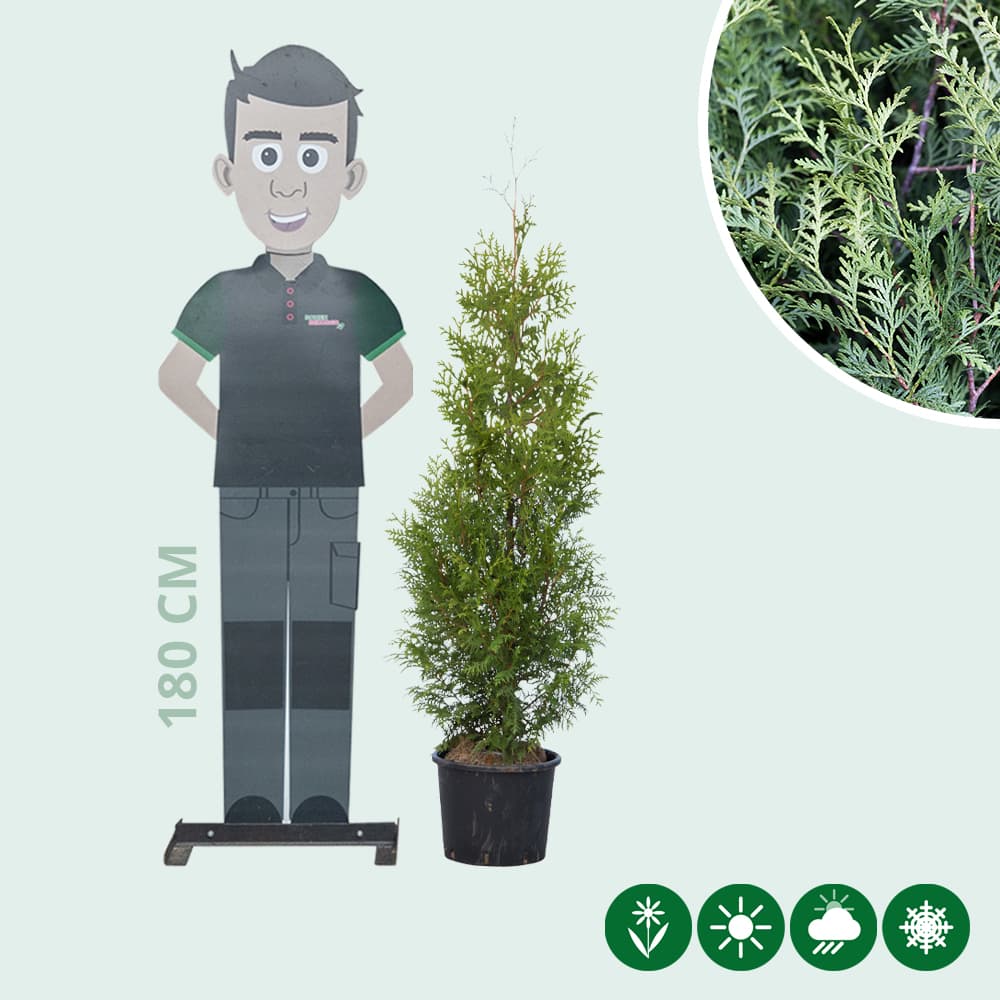 Coniferen 'Brabant' 140 cm