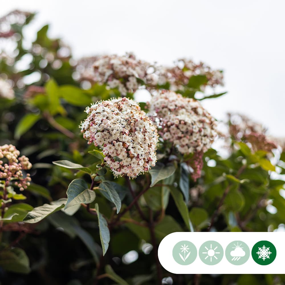 Viburnum tinus leiboom 200 cm