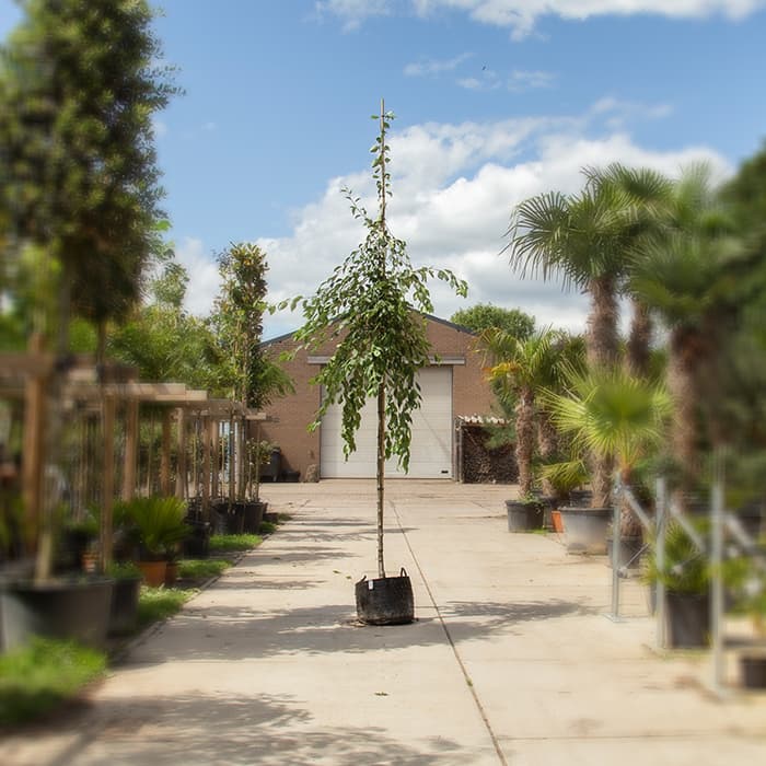 Malus floribunda