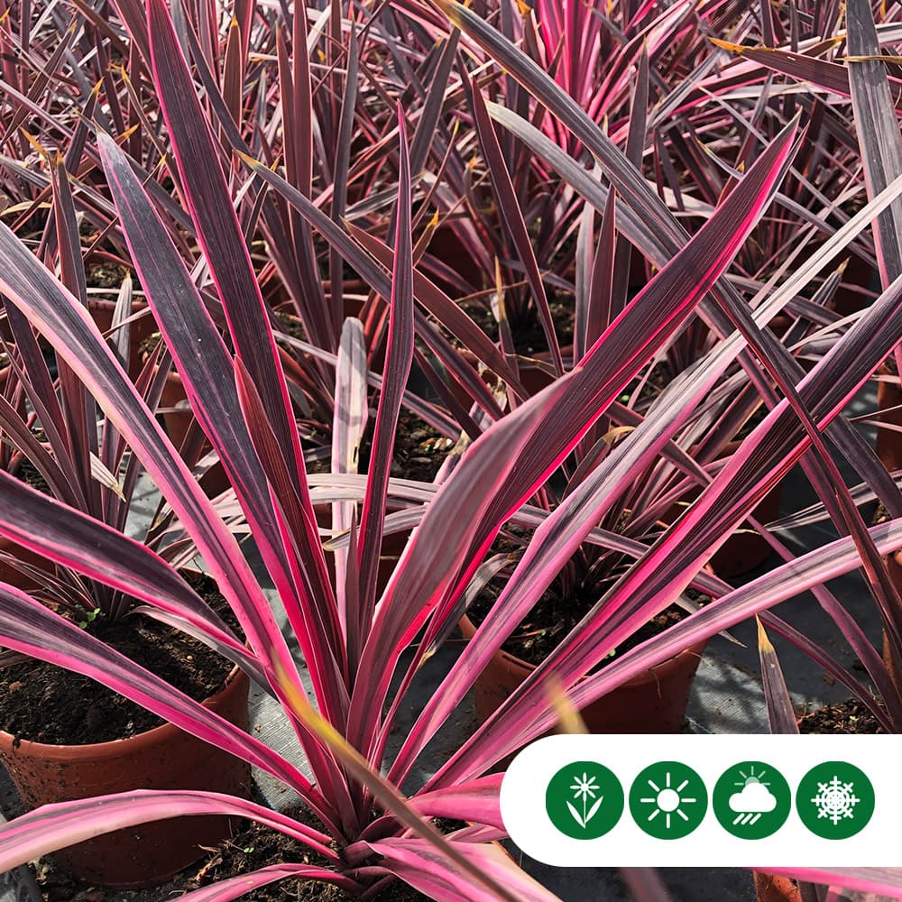 Roze koolpalm
