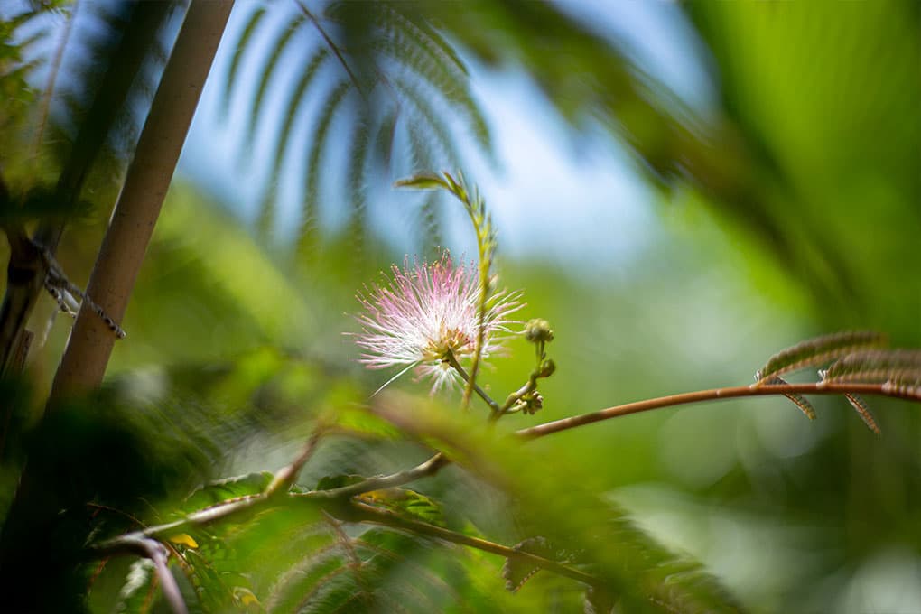 Perzische slaapboom