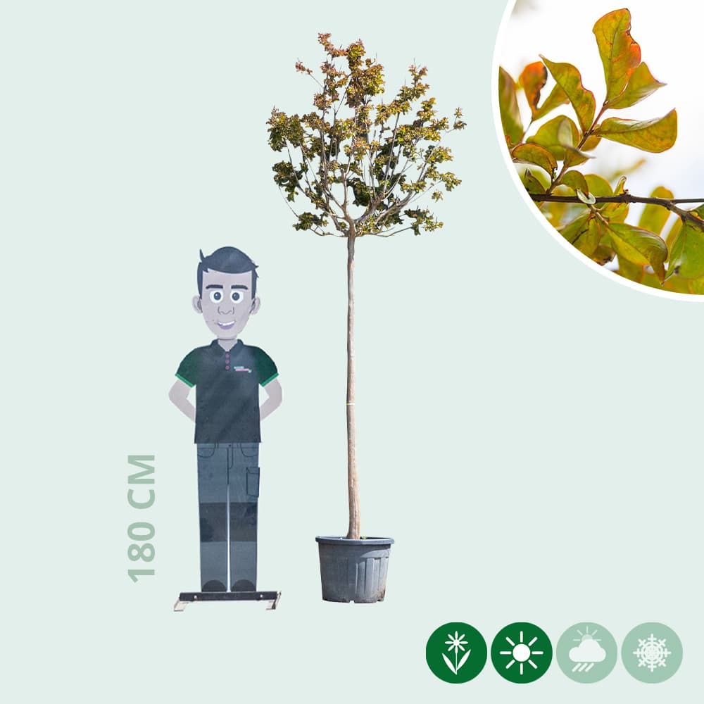 Gewone Lagerstroemia hoogstam