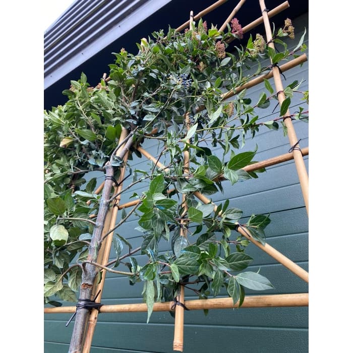 Viburnum tinus leiboom 200 cm