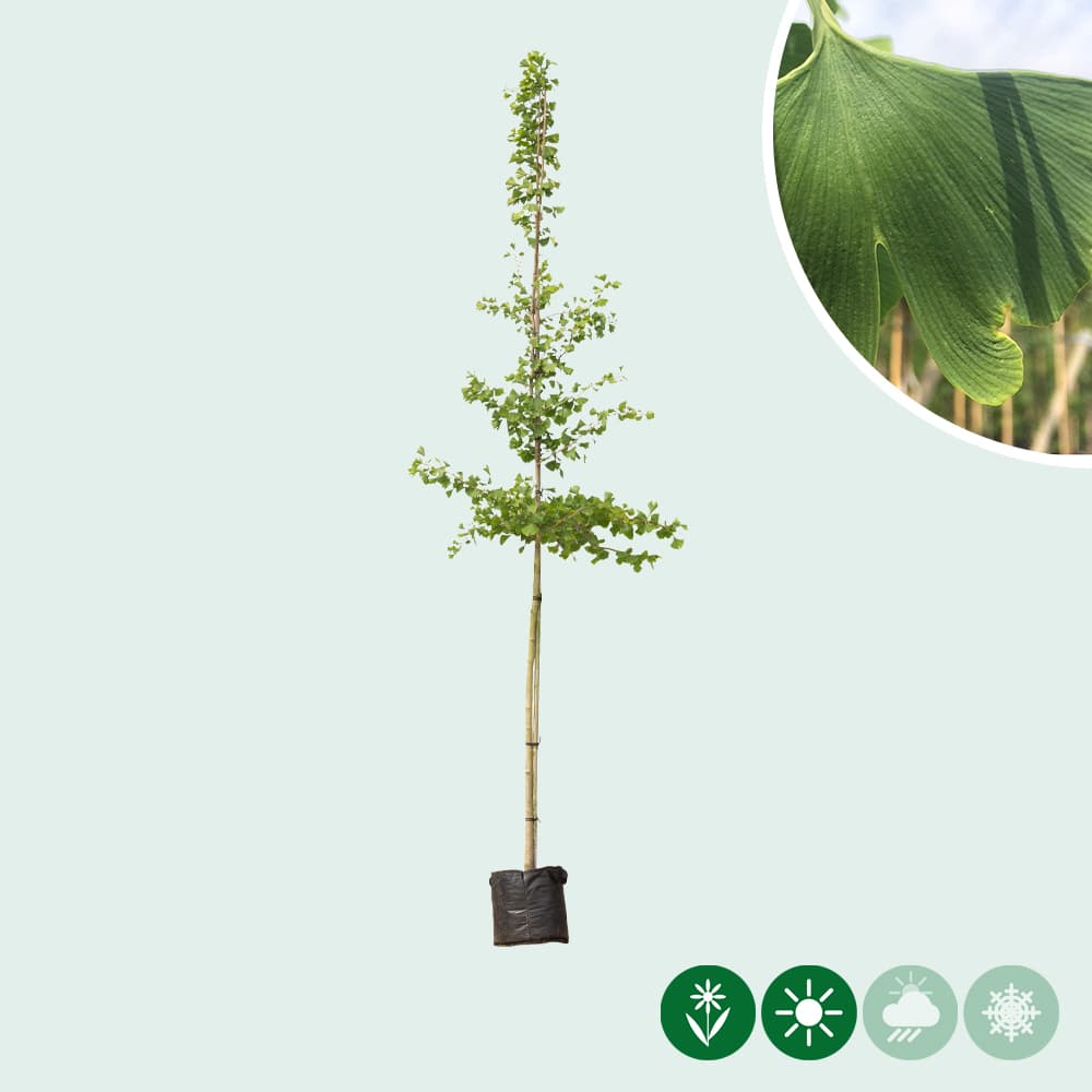 Japanse notenboom