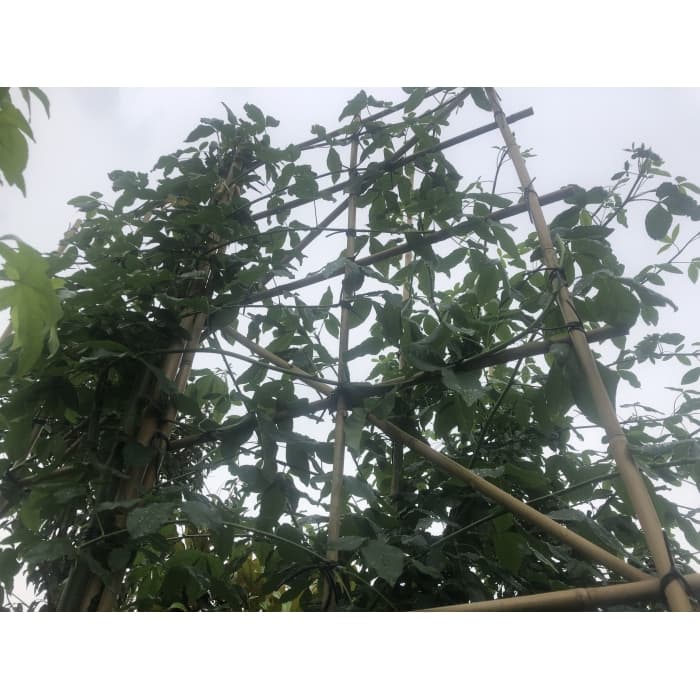 Gouden regen leiboom 180 cm