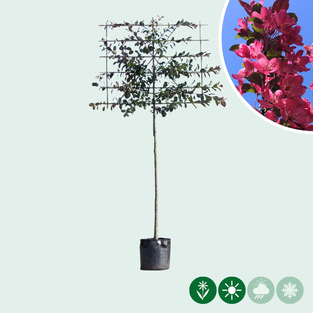Rode sierappel leiboom 180 cm