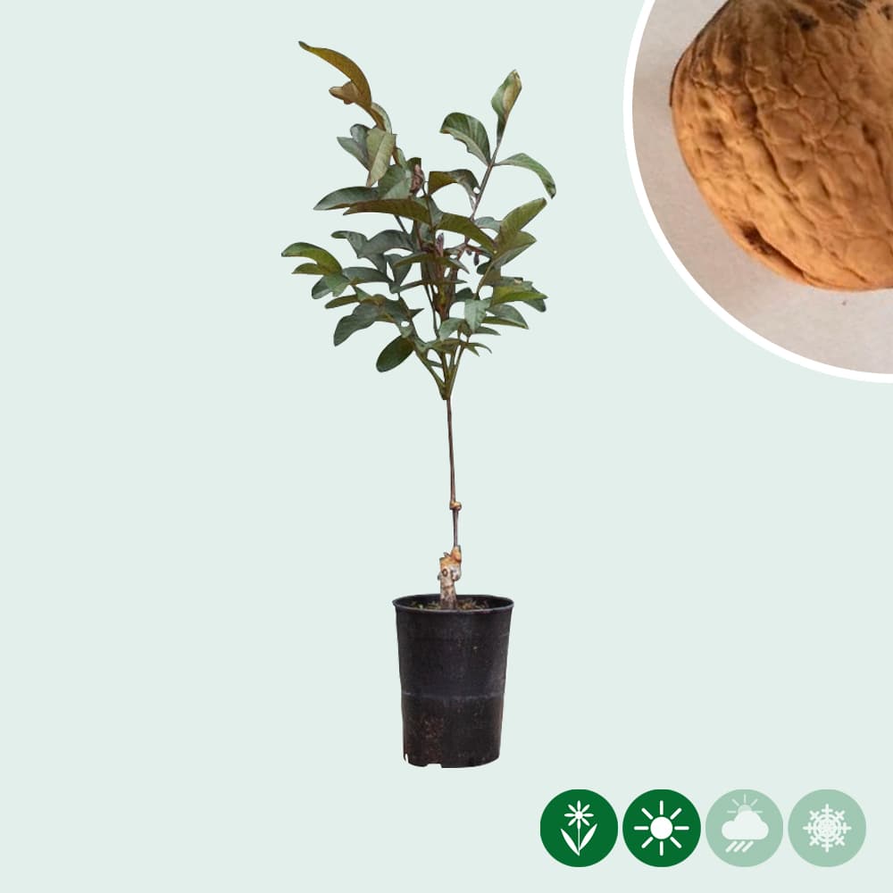 Roodbladige walnotenboom