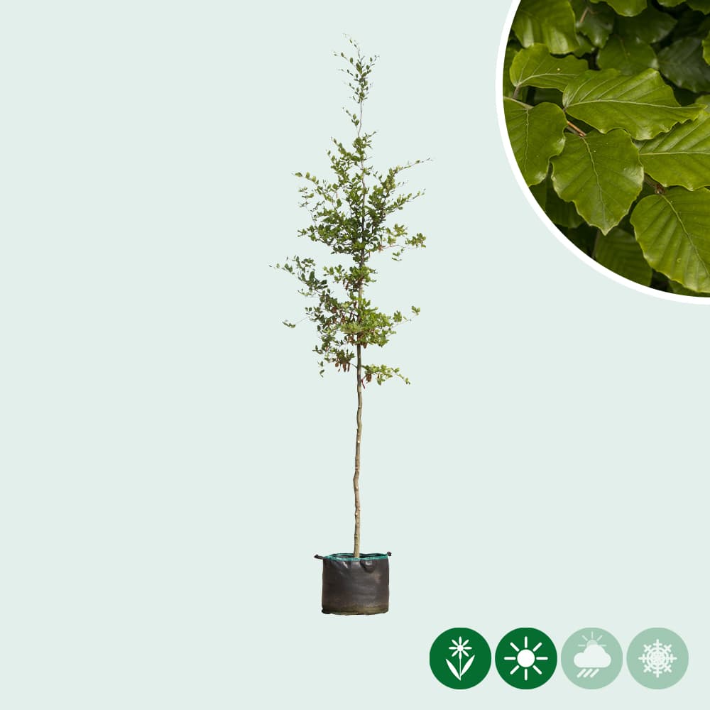 Groene beuk