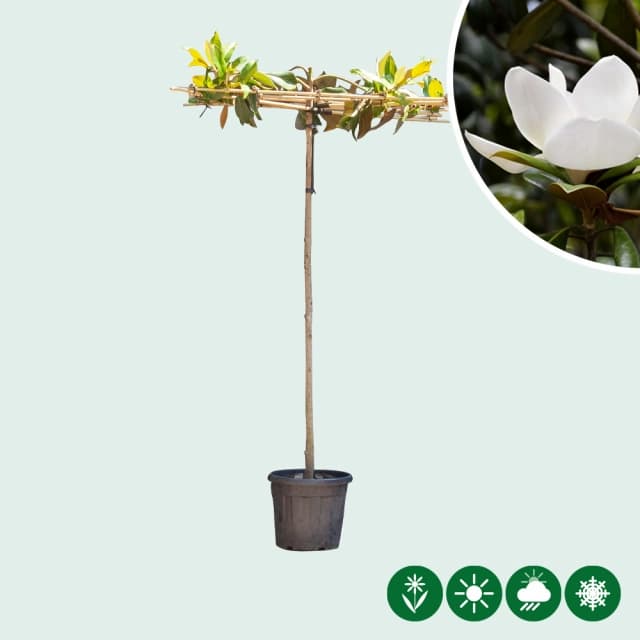 Dak Magnolia Grandiflora