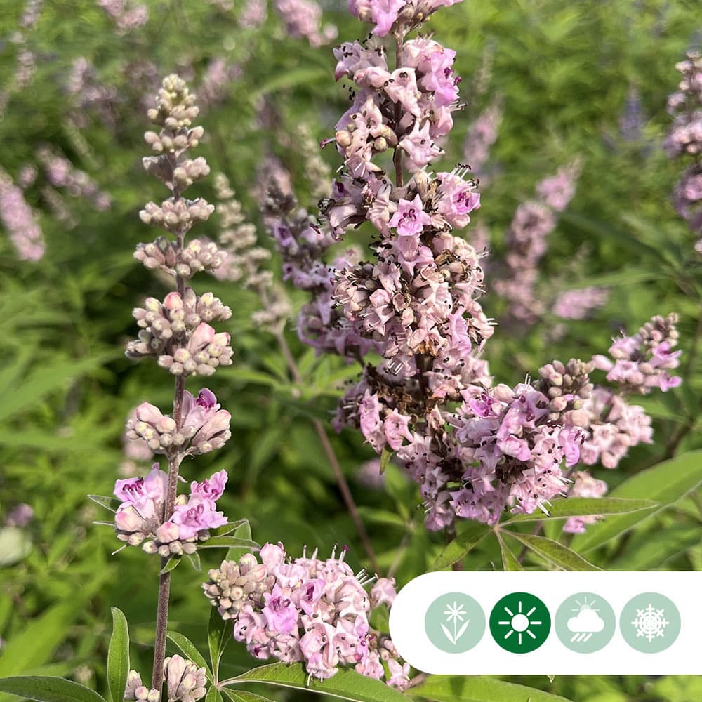 Roze kuisheidsboom meerstammig