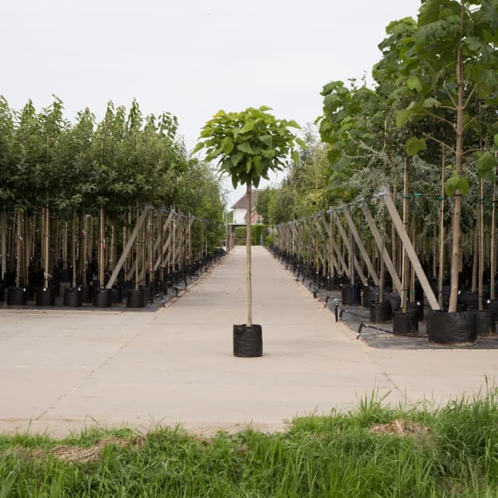 Bolcatalpa 220 cm stamhoogte
