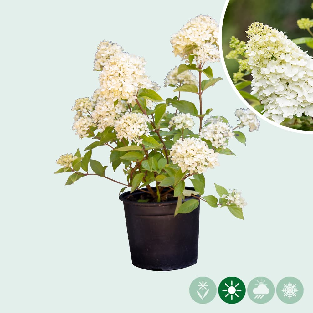 Pluimhortensia Lime Light