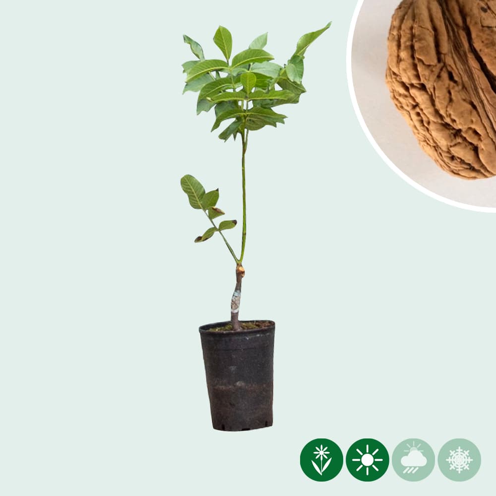 Walnotenboom 'Bella Maria'