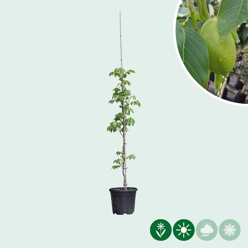 Walnotenboom 'Lange van Lod'