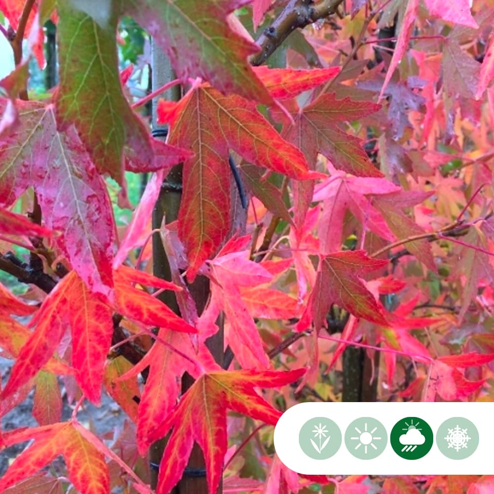Amberboom 'Worplesdon'