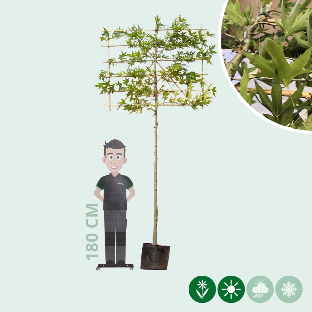 Oosterse plataan leiboom 180 cm