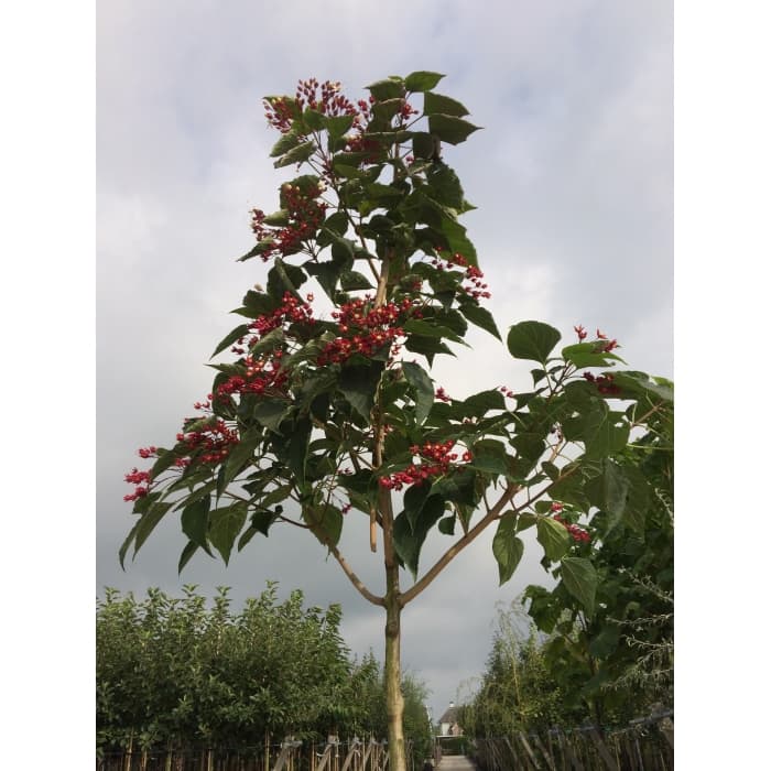 Pindakaasboom