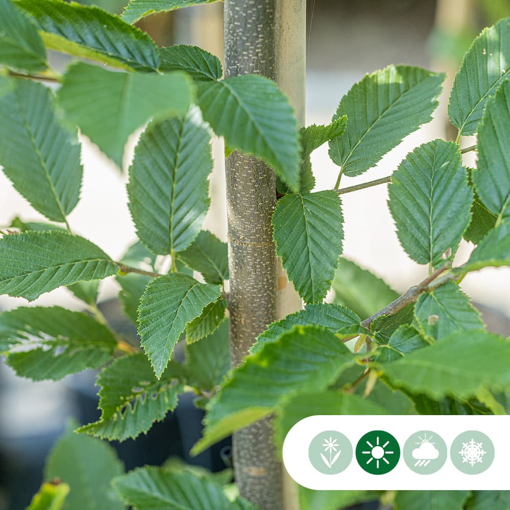 Zuil leihaagbeuk 180 cm