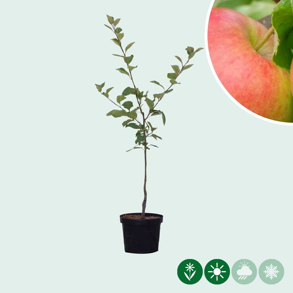 Malus d. 'Jonagold'