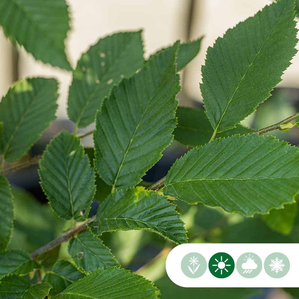 Zuil leihaagbeuk 180 cm