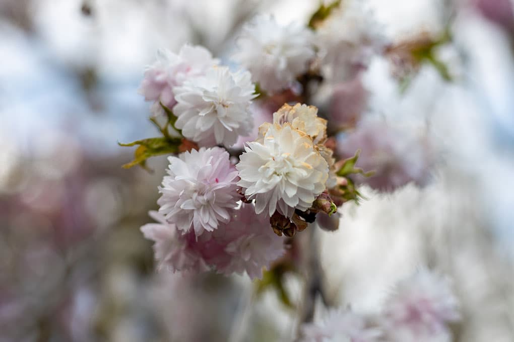 Bloesembomen