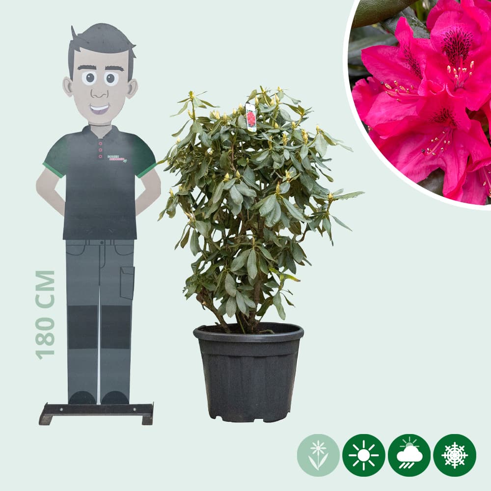 Rhododendron Nova Zembla