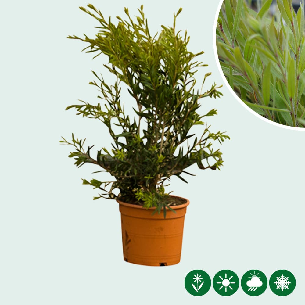 Lampenpoetser 'Captain Cook'