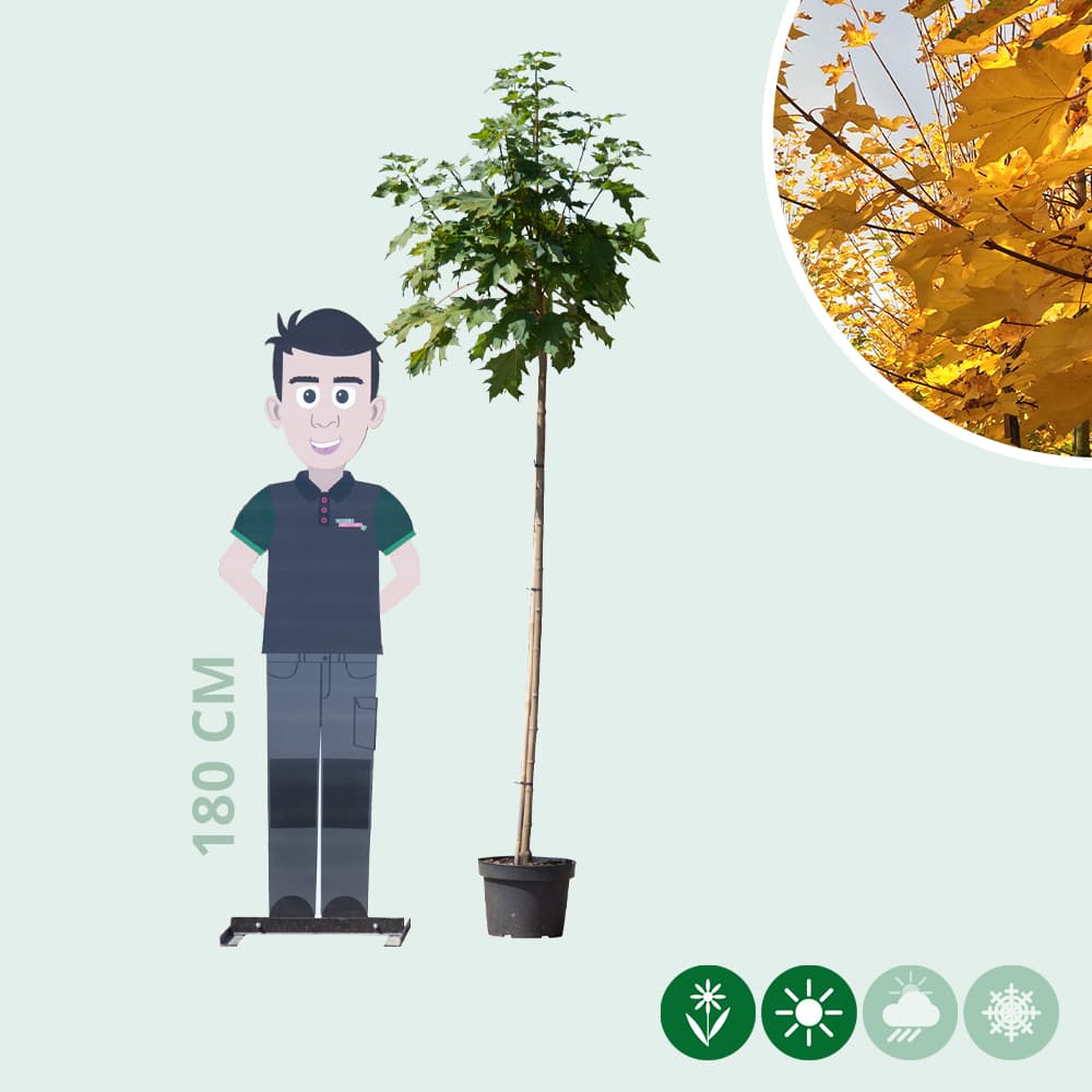 Groene bol esdoorn 150 cm stamhoogte