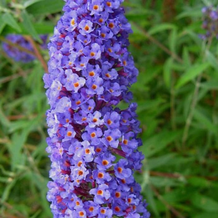 Vlinderstruik Nanho Blue